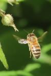 Apis mellifera