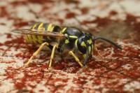 Vespula vulgaris