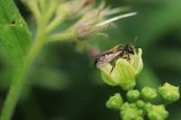 Andrena florea