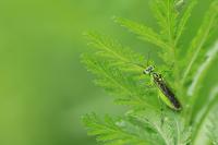 Rhogogaster scalaris