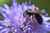 Andrena hattorfiana