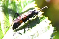 Macrophya annulata