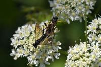 Macrophya montana