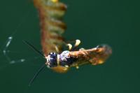 Strongylogaster multifasciata
