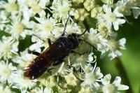 Cephaledo bifasciata