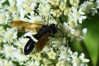 Cephaledo bifasciata