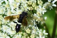 Cephaledo bifasciata