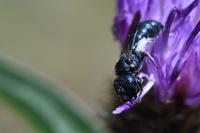 Ceratina chalybea