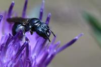 Ceratina chalybea