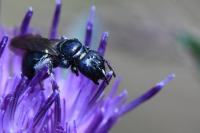 Ceratina chalybea