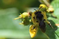 Macropis europaea