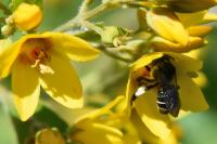 Macropis europaea