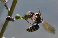 Dolichovespula media
