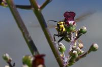 Dolichovespula media