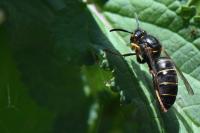 Dolichovespula media