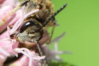 Lasioglossum calceatum