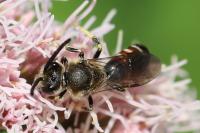 Lasioglossum calceatum