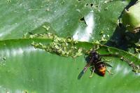 Vespa velutina