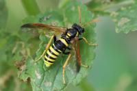 Tenthredo scrophulariae