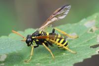 Tenthredo scrophulariae