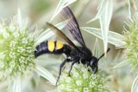 Scolia hirta