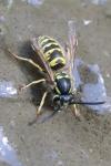 Vespula vulgaris