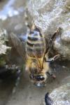 Apis mellifera