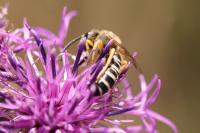 Halictus scabiosae