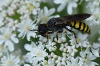 Ectemnius fossorius