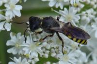 Ectemnius fossorius