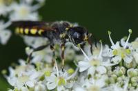 Ectemnius fossorius