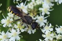Ectemnius fossorius