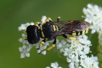 Ectemnius fossorius