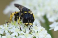Ectemnius fossorius