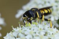 Ectemnius fossorius