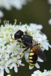 Ectemnius fossorius