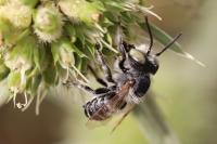 Megachile argentata argentata
