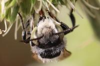 Megachile argentata argentata