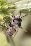 Megachile argentata argentata