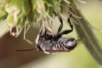 Megachile argentata argentata