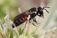 Hylaeus variegatus