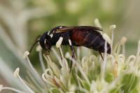 Hylaeus variegatus