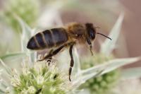 Apis mellifera mellifera