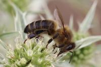 Apis mellifera mellifera