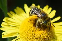 Tetralonia alticincta