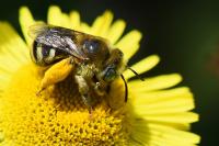 Tetralonia alticincta