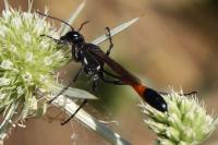 Ammophila sabulosa