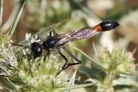 Ammophila sabulosa