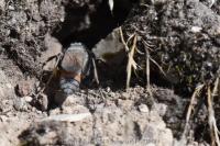 Sphex funerarius