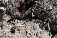 Sphex funerarius